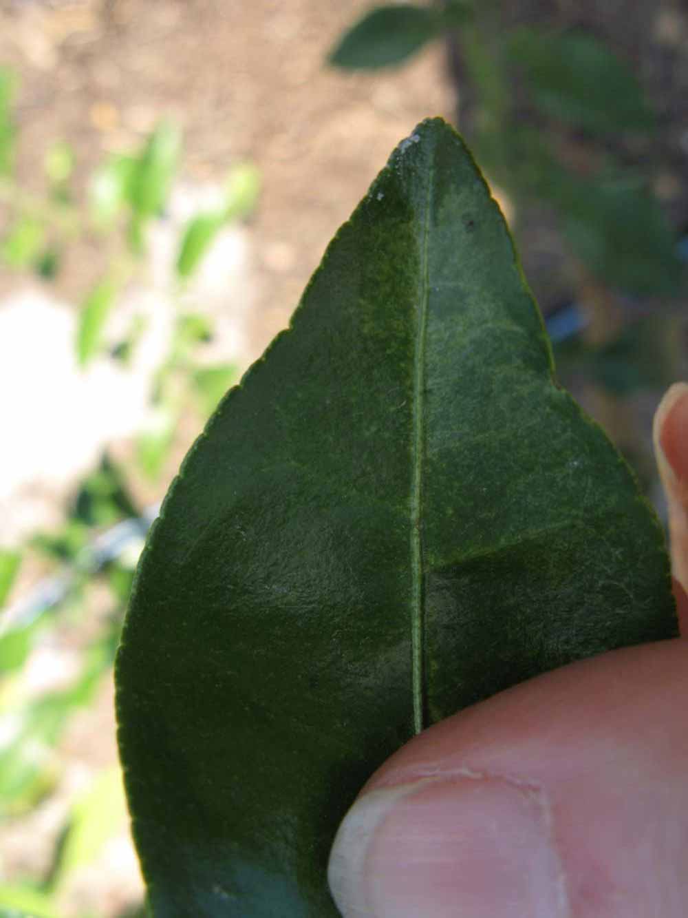              Margin (Winter Haven, FL)       